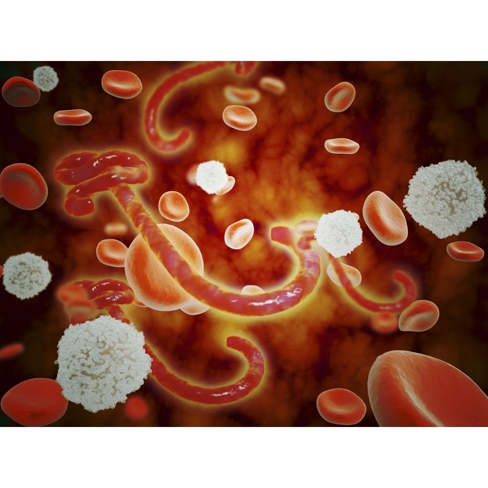 Conceptual image of ebola in blood stream Poster Print Image 1