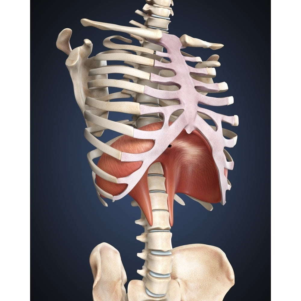 Visualization of human diaphragm Poster Print Image 1