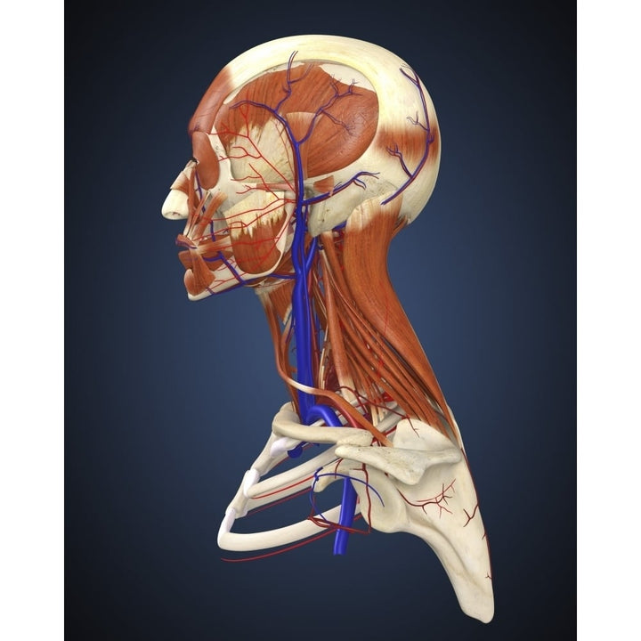 Side view of human face with bones muscles and circulatory system Poster Print Image 1