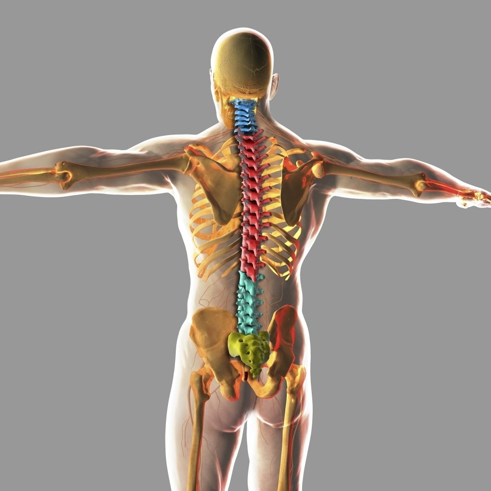 Human spinal cord Poster Print Image 1