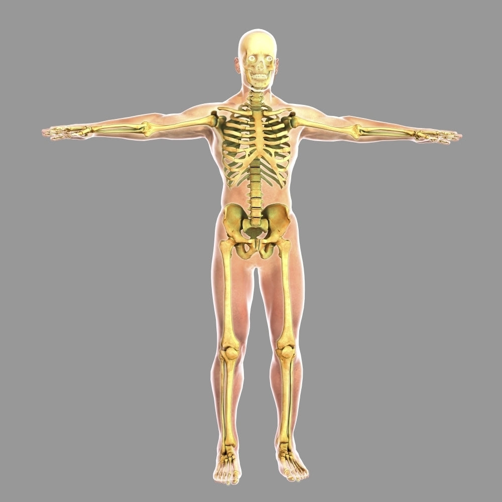 Human skeletal system Poster Print Image 1