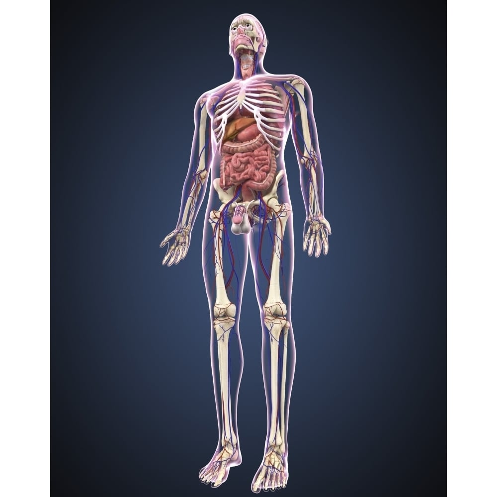 Full length view of male human body with organs arteries and veins Poster Print Image 1