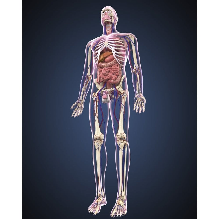 Full length view of male human body with organs arteries and veins Poster Print Image 1