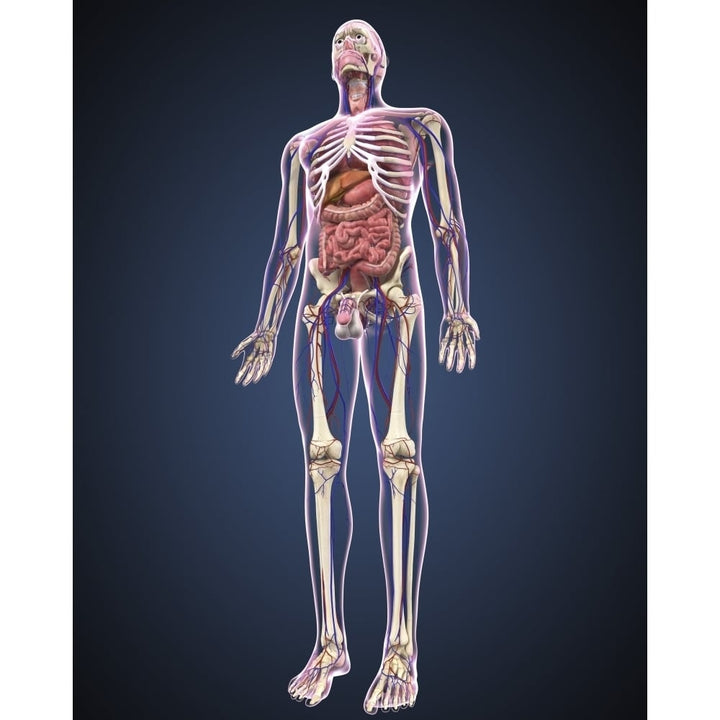 Full length view of male human body with organs arteries and veins Poster Print Image 2