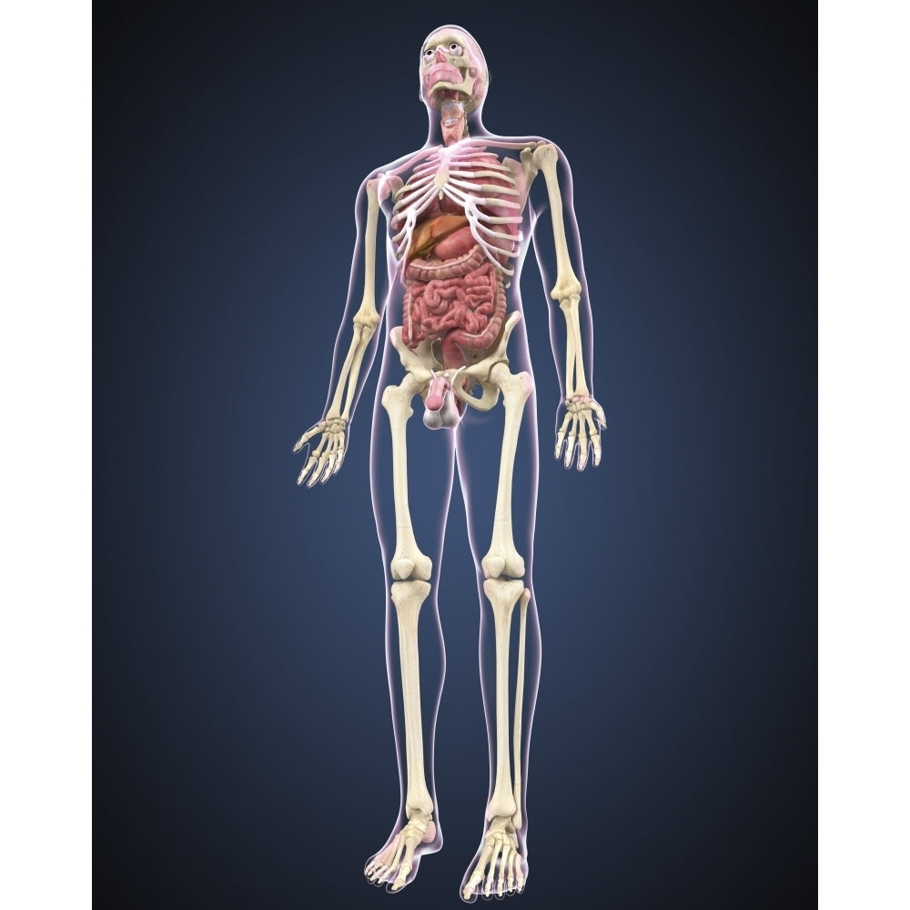 Full length view of male human body with organs Poster Print Image 1