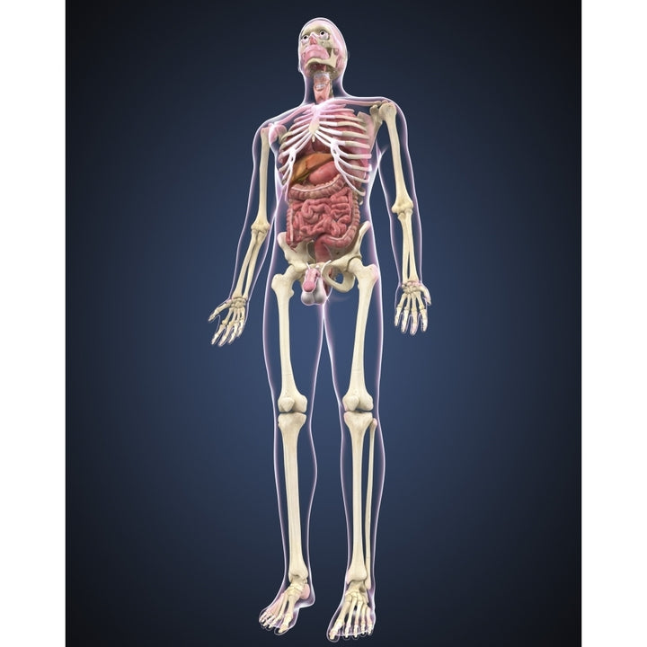 Full length view of male human body with organs Poster Print Image 1