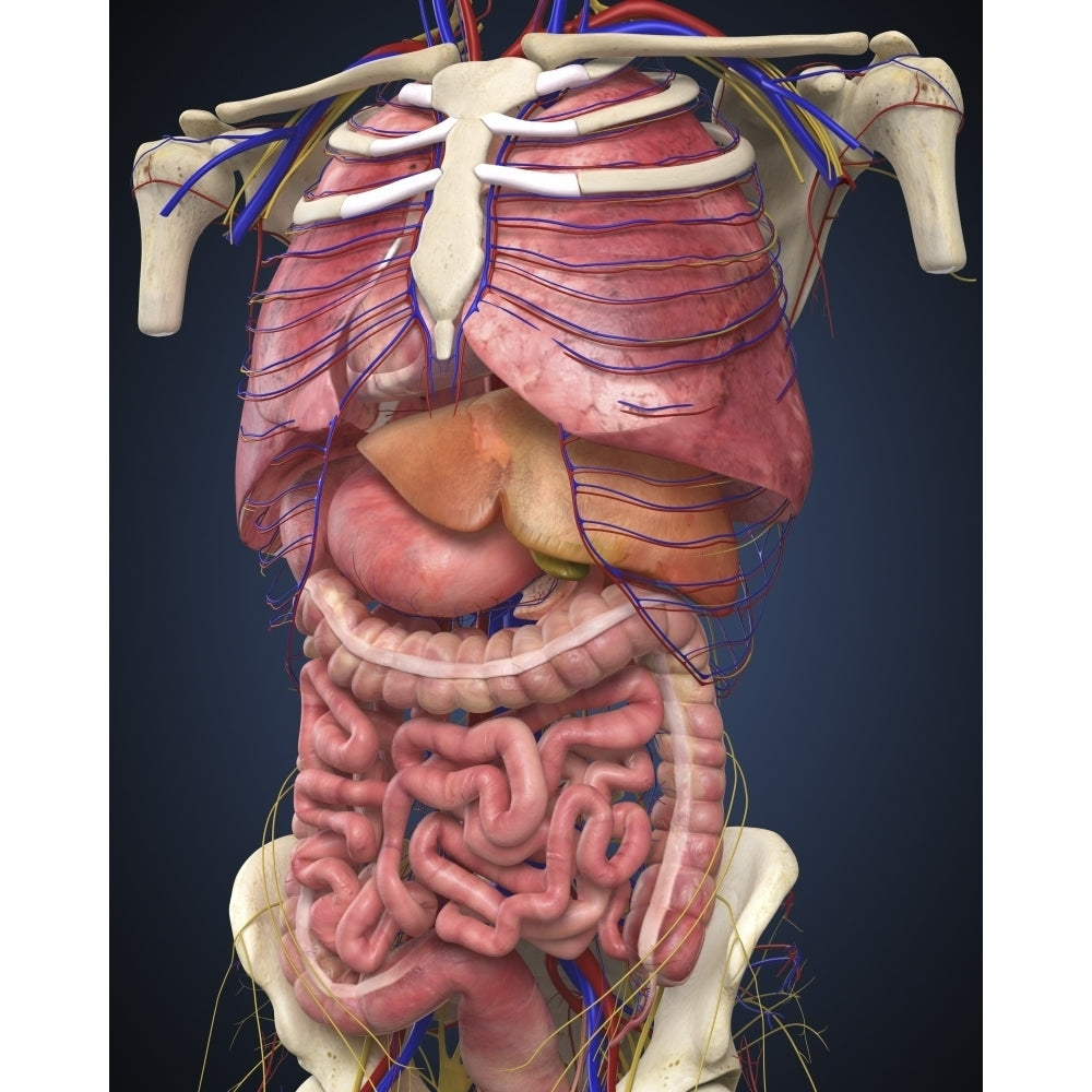 Midsection view showing internal organs of human body Poster Print Image 1