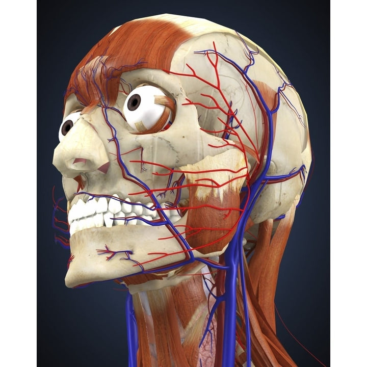 Human head with bone muscles and circulatory system Poster Print Image 2