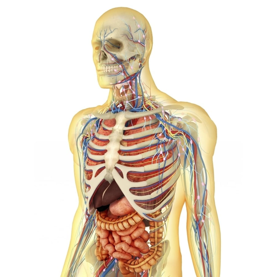 Human body with internal organs nervous system lymphatic system and circulatory system Poster Print Image 1