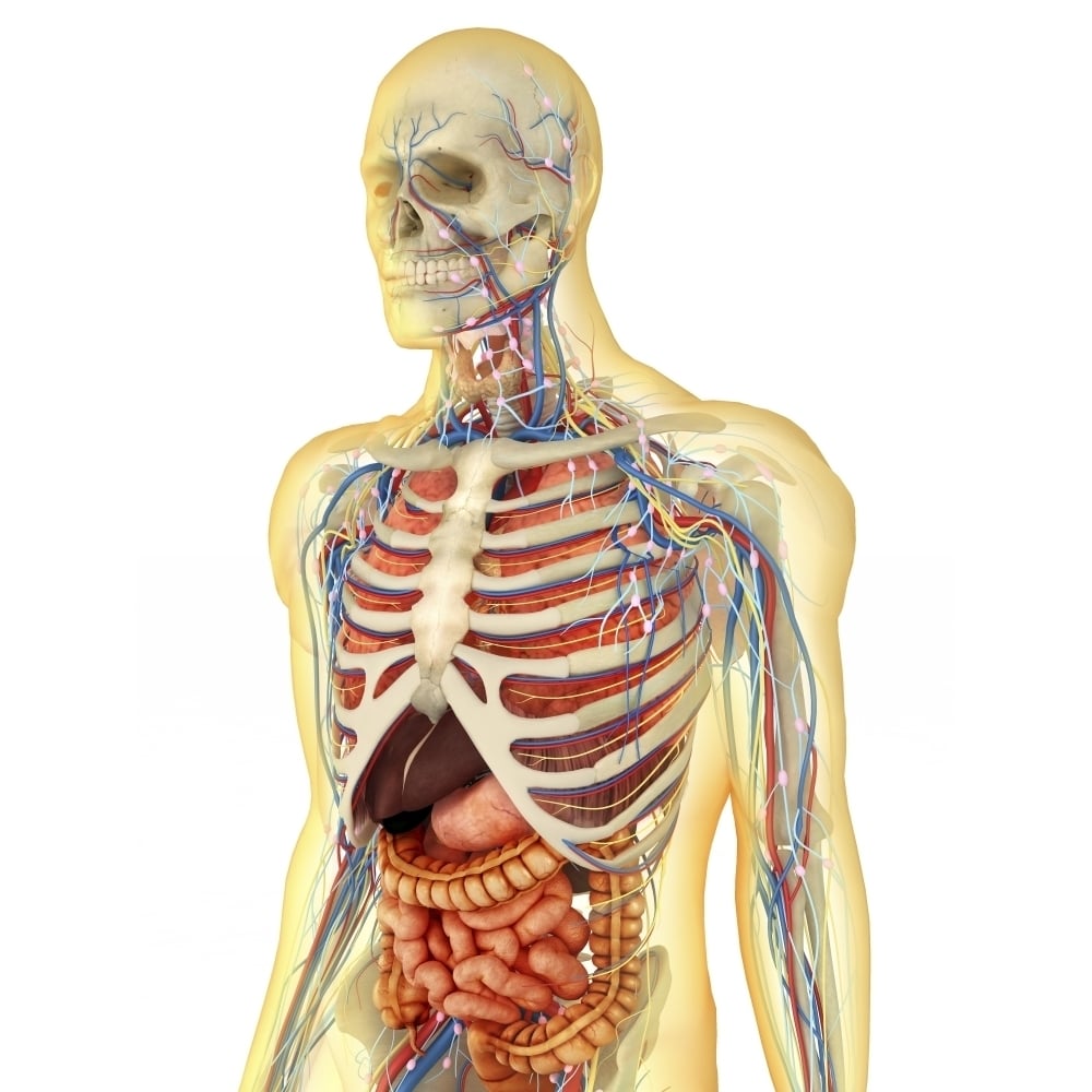 Human body with internal organs nervous system lymphatic system and circulatory system Poster Print Image 2