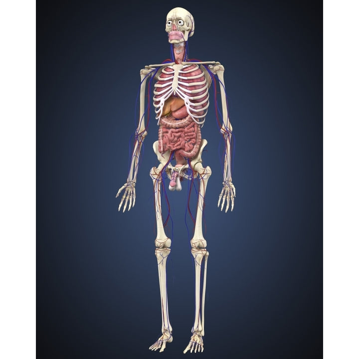 Human skeleton with organs and circulatory system Poster Print Image 1