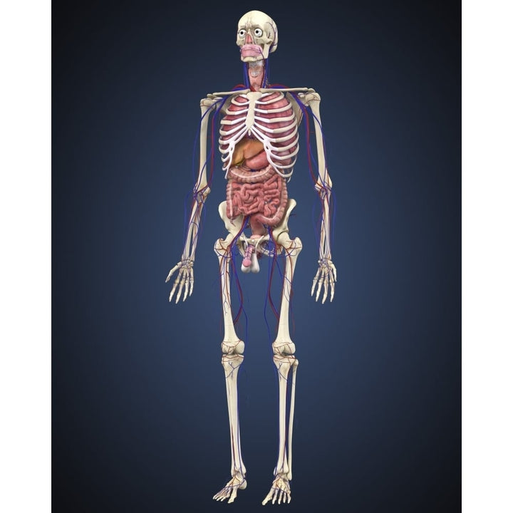 Human skeleton with organs and circulatory system Poster Print Image 1