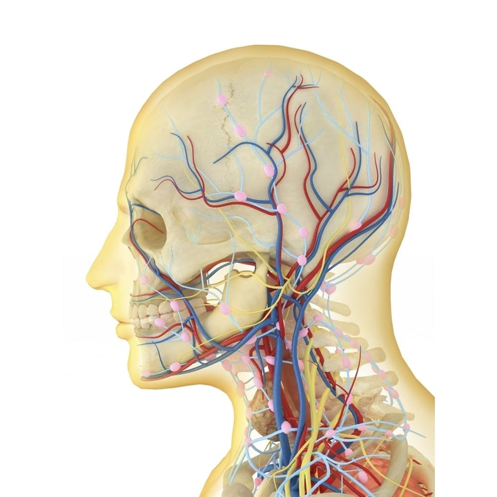 Human face and neck area with nervous system lymphatic system and circulatory system Poster Print Image 1