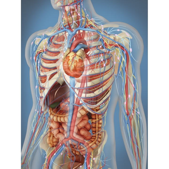 Human body showing heart and main circulatory system position Poster Print Image 1