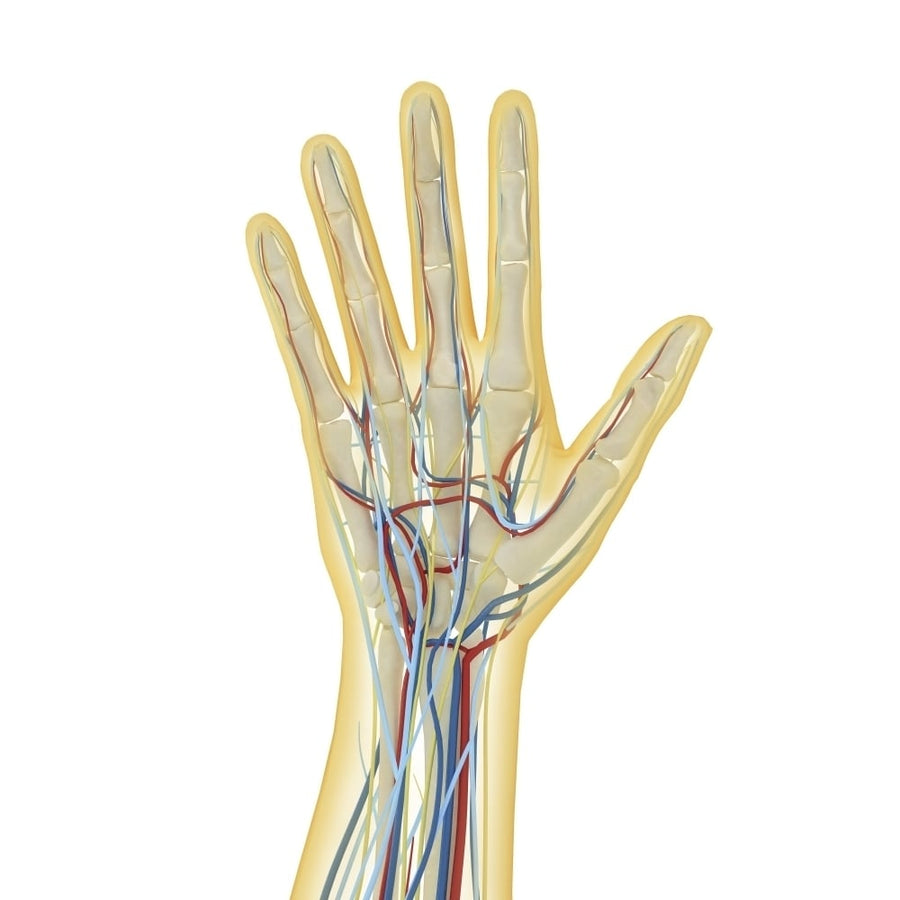 Human hand with nervous system lymphatic system and circulatory system Poster Print Image 1