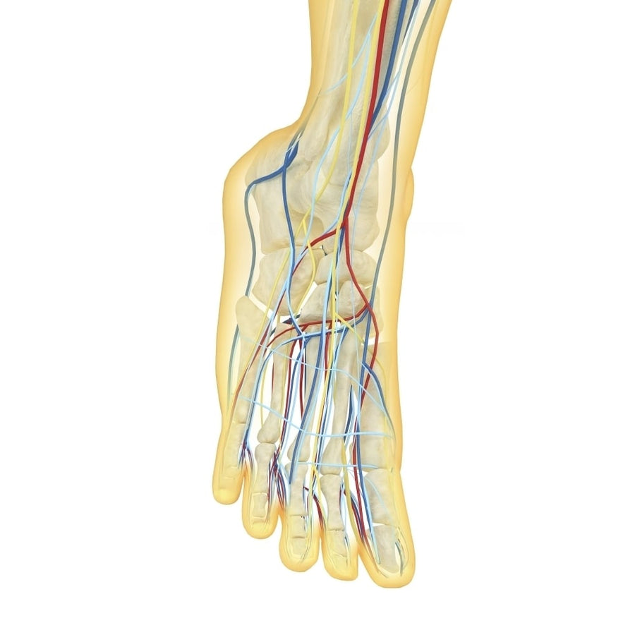 Human foot with nervous system lymphatic system and circulatory system Poster Print Image 1