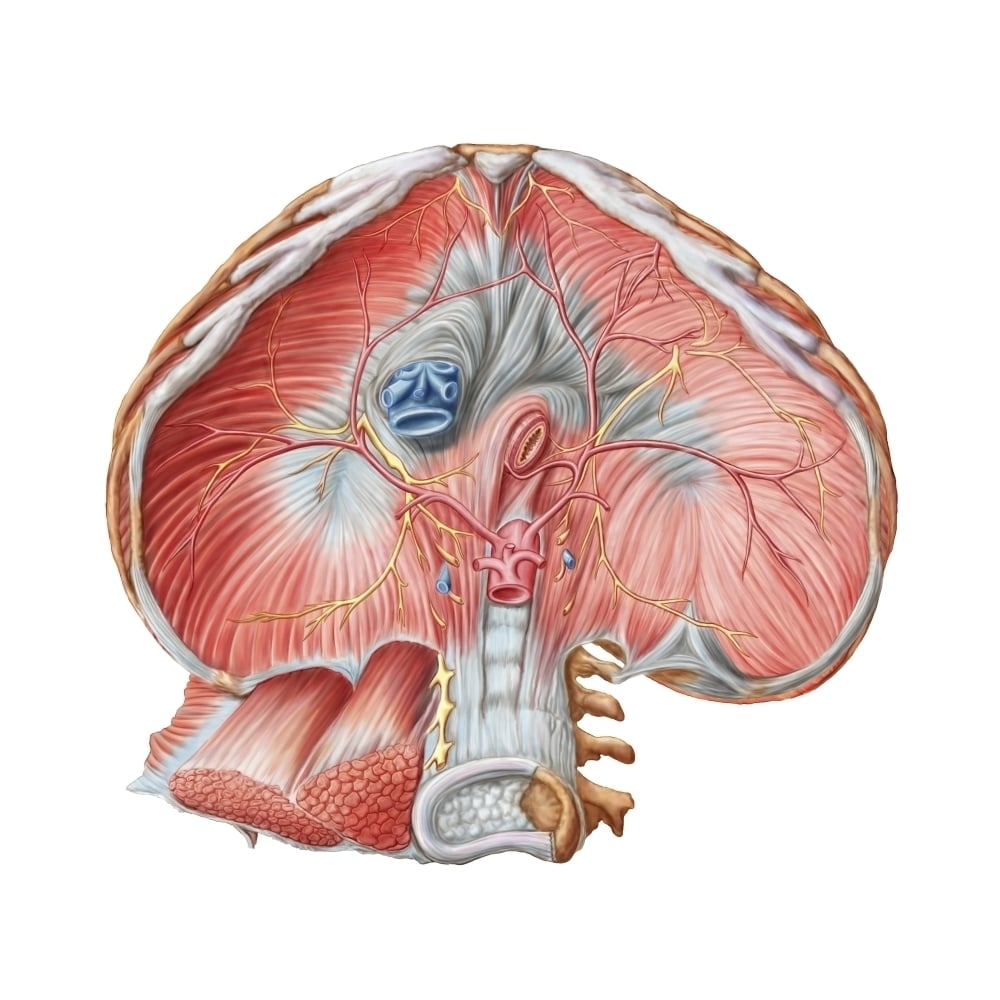 Abdominal surface of diaphragm Poster Print Image 1