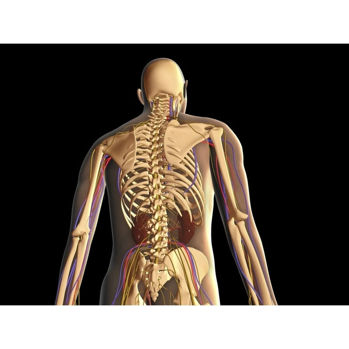 Transparent view of human body showing skeleton kidney and nervous system Poster Print Image 1