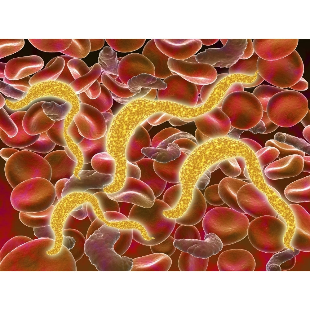 African trypanosomiasis in the red blood cells Poster Print Image 1