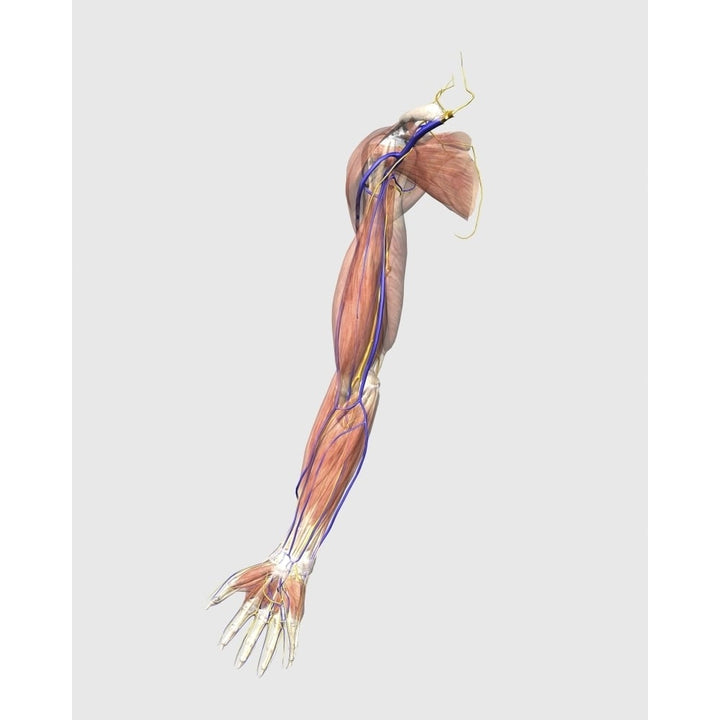 Medical illustration of human arm muscles veins and nerves Poster Print Image 2