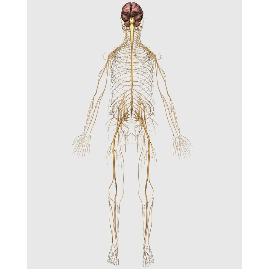 Medical illustration of peripheral nervous system with brain Poster Print Image 1