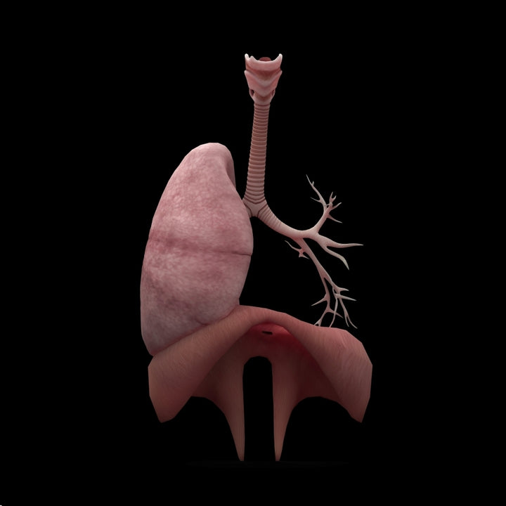 3D rendering of human lungs with respiratory tree and diaphragm Poster Print Image 1