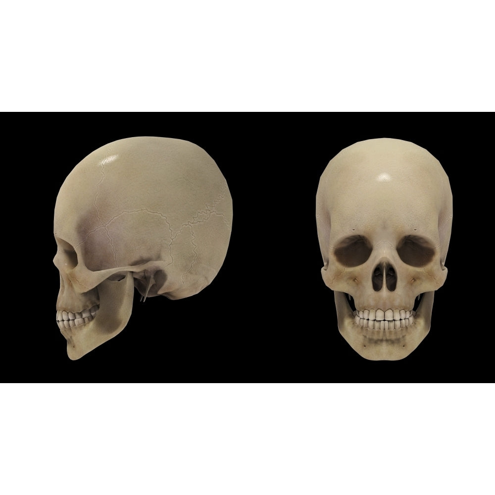 3D rendering of human skull Poster Print Image 1