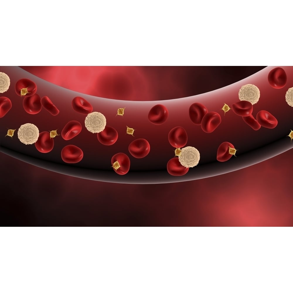 Blood vessel with platelets white blood cells and red blood cells Poster Print Image 1