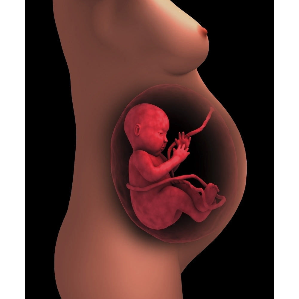 Cutaway view of a pregnant woman with fetus Poster Print Image 1