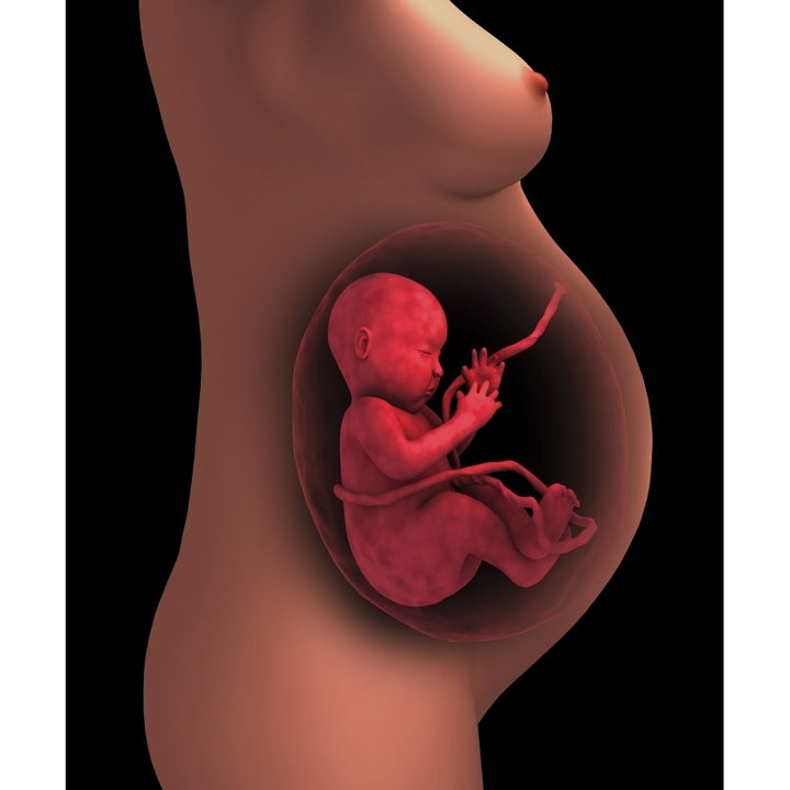 Cutaway view of a pregnant woman with fetus Poster Print Image 1