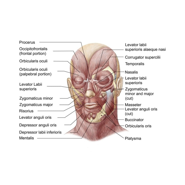 Facial muscles of the human face Poster Print Image 1