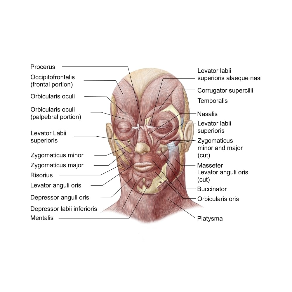 Facial muscles of the human face Poster Print Image 2