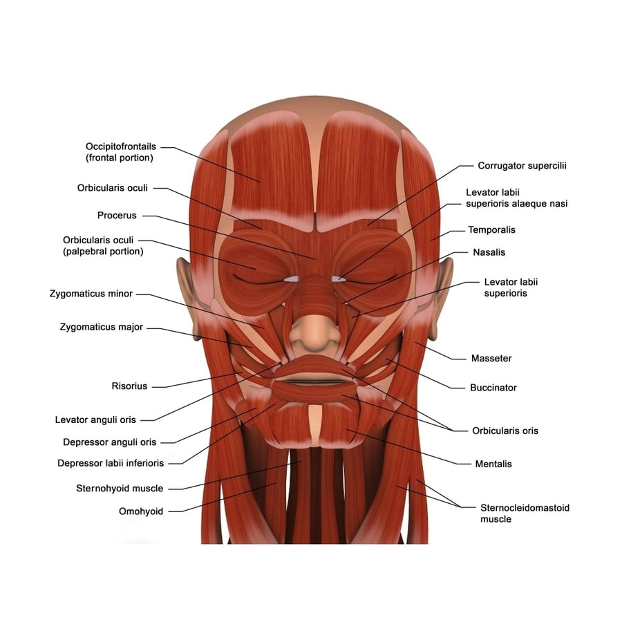 Facial muscles of the human head Poster Print Image 1