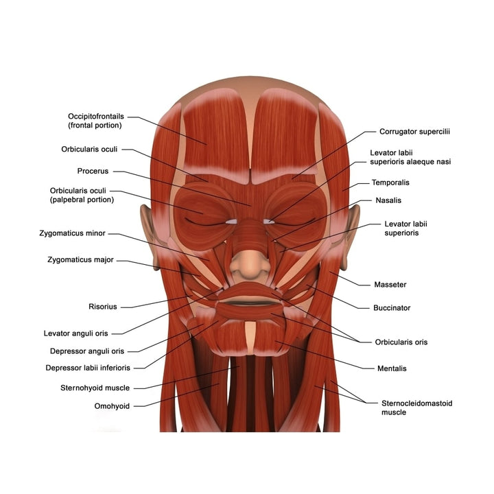 Facial muscles of the human head Poster Print Image 2