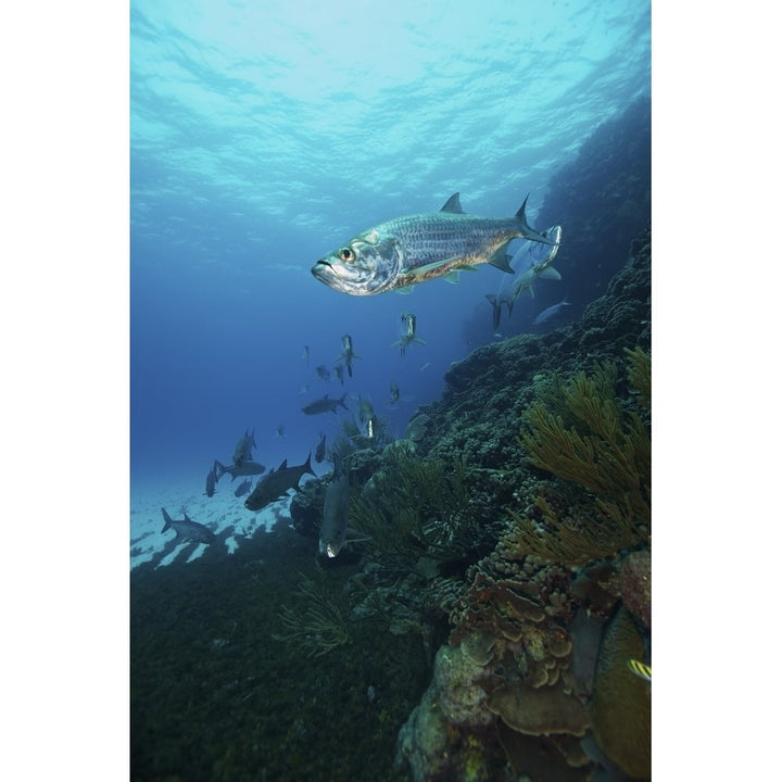 School of Tarpon Bonaire Caribbean Netherlands Poster Print Image 1