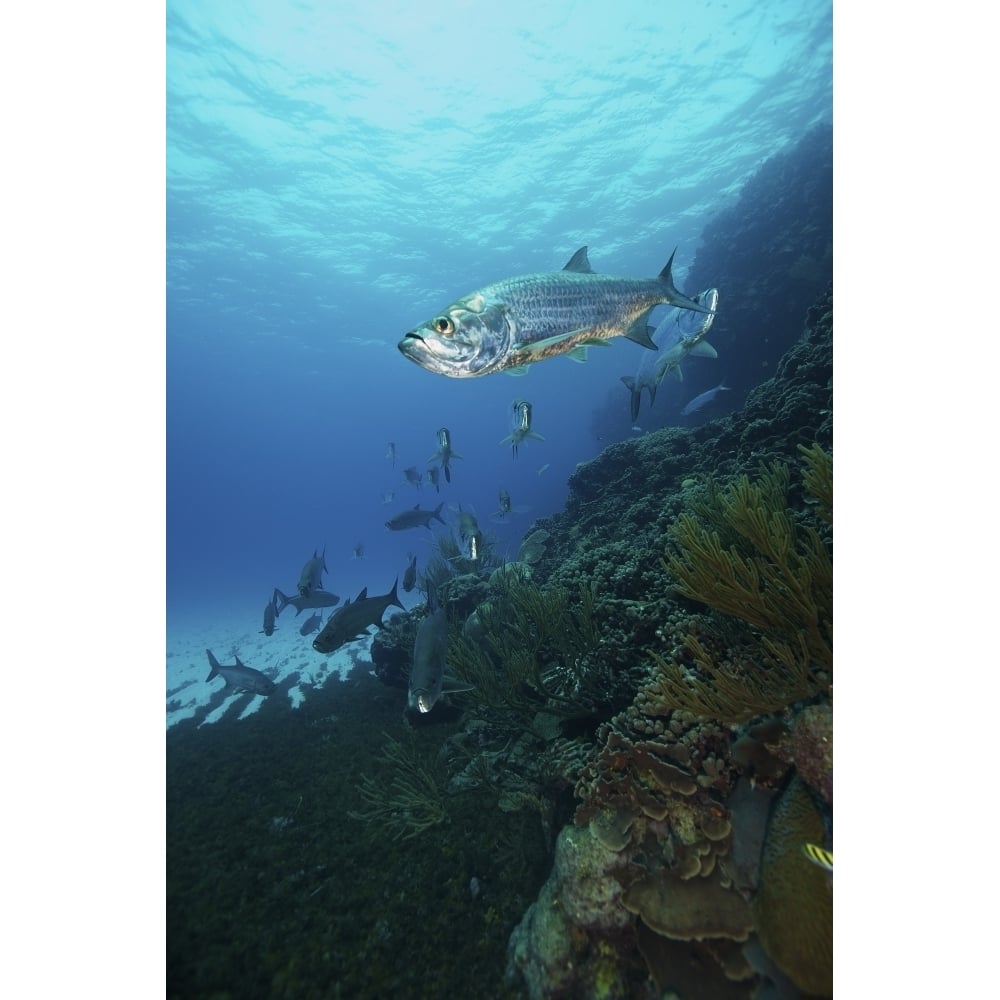 School of Tarpon Bonaire Caribbean Netherlands Poster Print Image 2