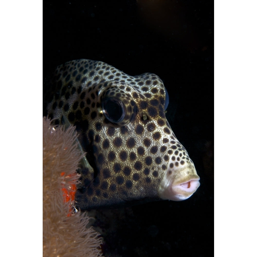 Smooth Trunkfish playing hide and seek Poster Print Image 1