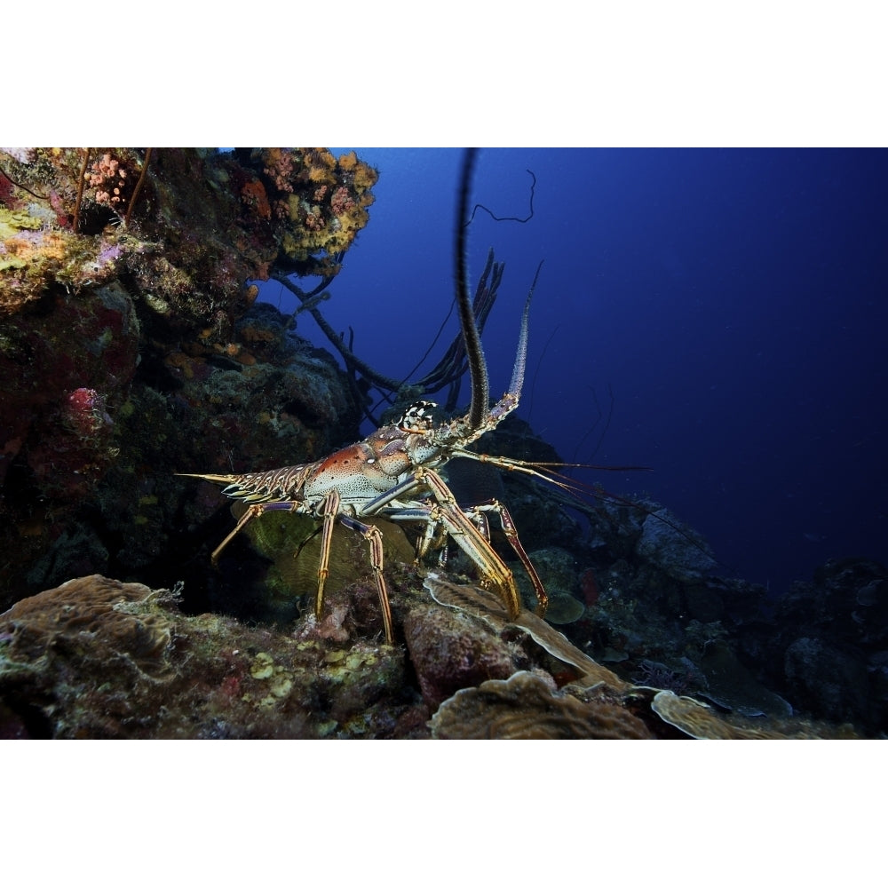 A common spiny lobster backs his way into the protection of the reef Poster Print Image 2