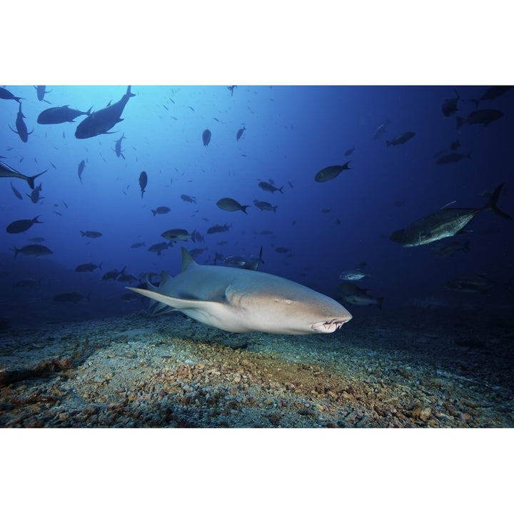 Tawny Nurse Shark swims away after eating some fish scraps Fiji Poster Print Image 2