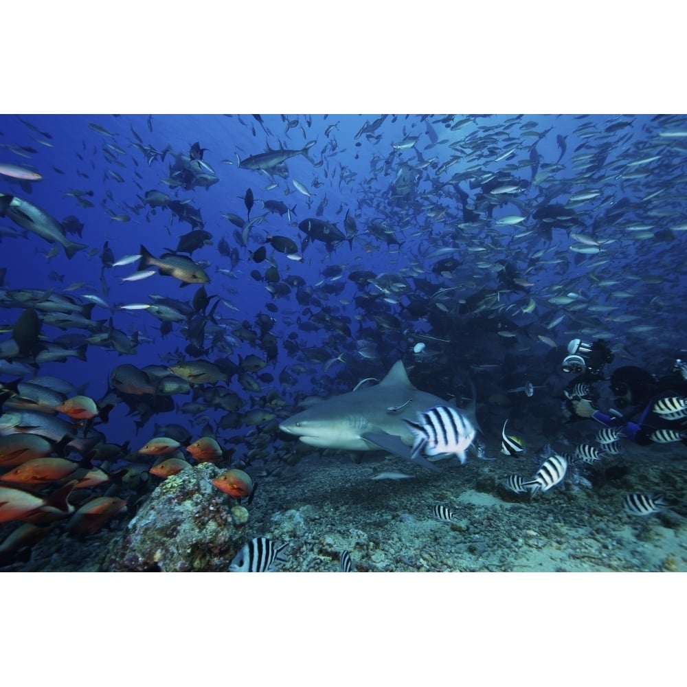 An underwater photographer films a large bull shark surrounded by hundreds of reef fish Fiji Poster Print Image 1