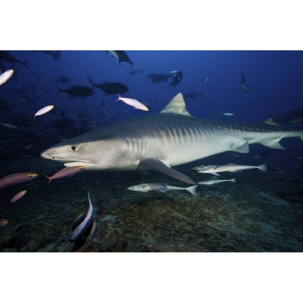 A large 10 foot Tiger Shark swims into the feeding zone Fiji Poster Print Image 1