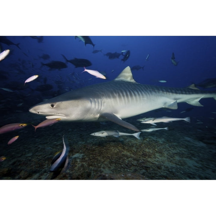 A large 10 foot Tiger Shark swims into the feeding zone Fiji Poster Print Image 2