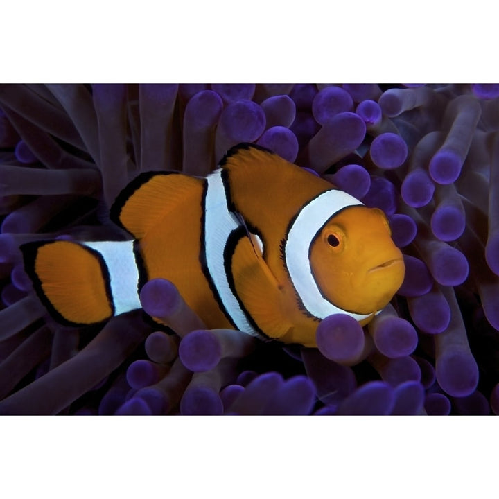 False Ocellaris Clownfish in its host anemone Papua Guinea Poster Print Image 2