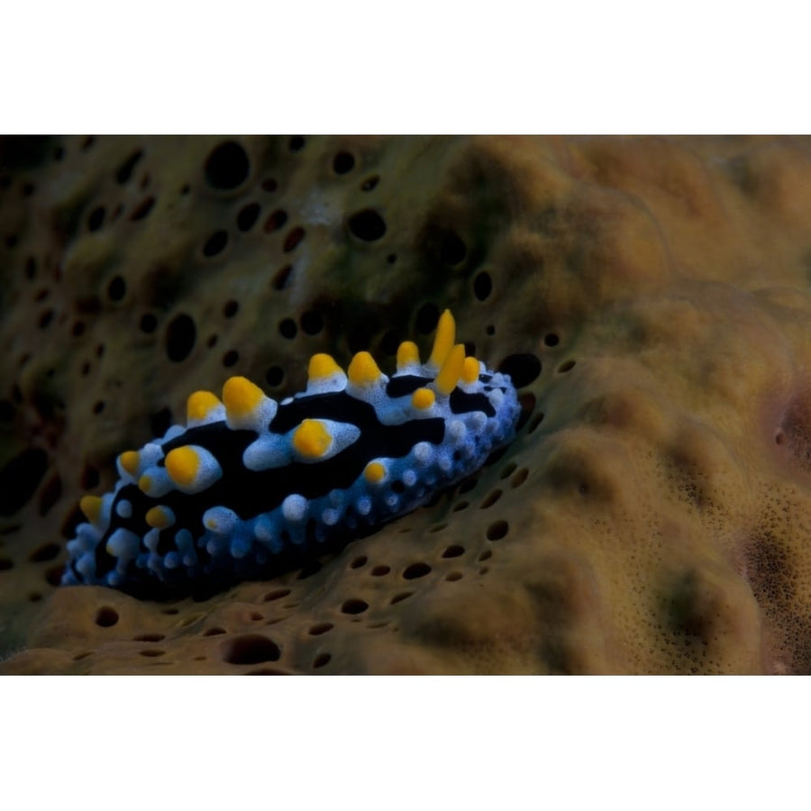 Phyllidia coelestis nudibranch Beqa Lagoon Fiji Poster Print Image 1