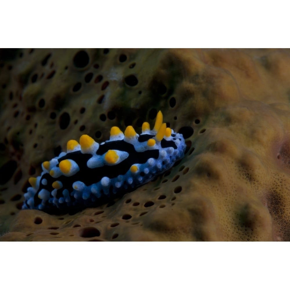 Phyllidia coelestis nudibranch Beqa Lagoon Fiji Poster Print Image 2