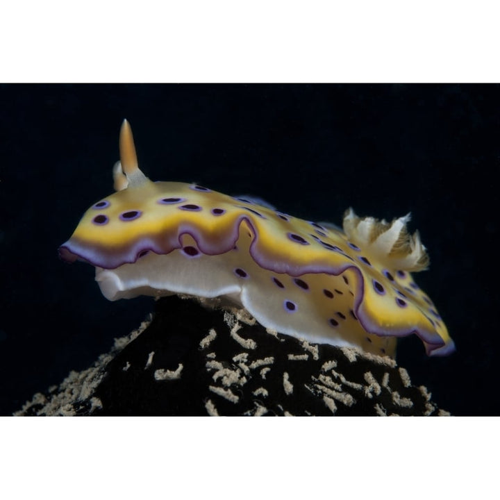 Chromodoris kuniei nudibranch Beqa Lagoon Fiji Poster Print Image 1