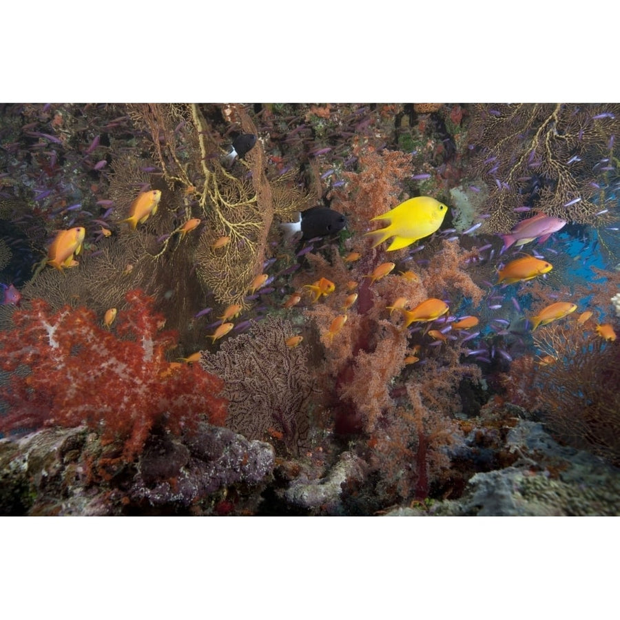 Schooling scalefin anthias fish and soft corals of Beqa Lagoon Fiji Poster Print Image 1