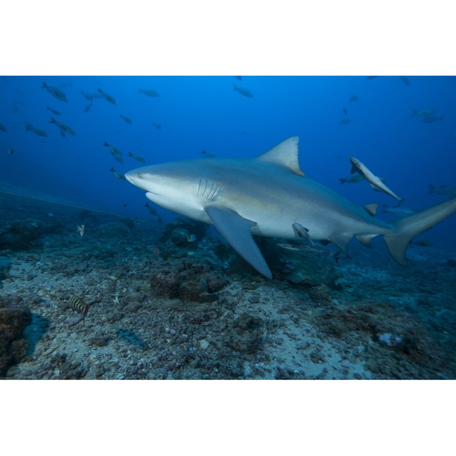 A large bull shark at The Bistro dive site in Fiji Poster Print Image 1