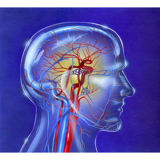 Main arteries and veins within a glass head Poster Print by TriFocal Communications/Stocktrek Images Image 1