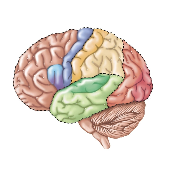 Side view of the human brain showing the functional lobes. Poster Print by TriFocal Communications/Stocktrek Images Image 1